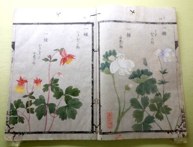 Natural History Albums of Plants 21, Grasses, by Iwasaki Kan'en (1786-1842), illustrated by Baba Daisuke (1785-1868) et al - Tokyo National Museum - DSC05473