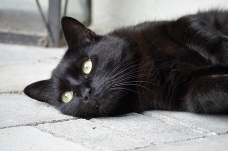 Black nature animals
