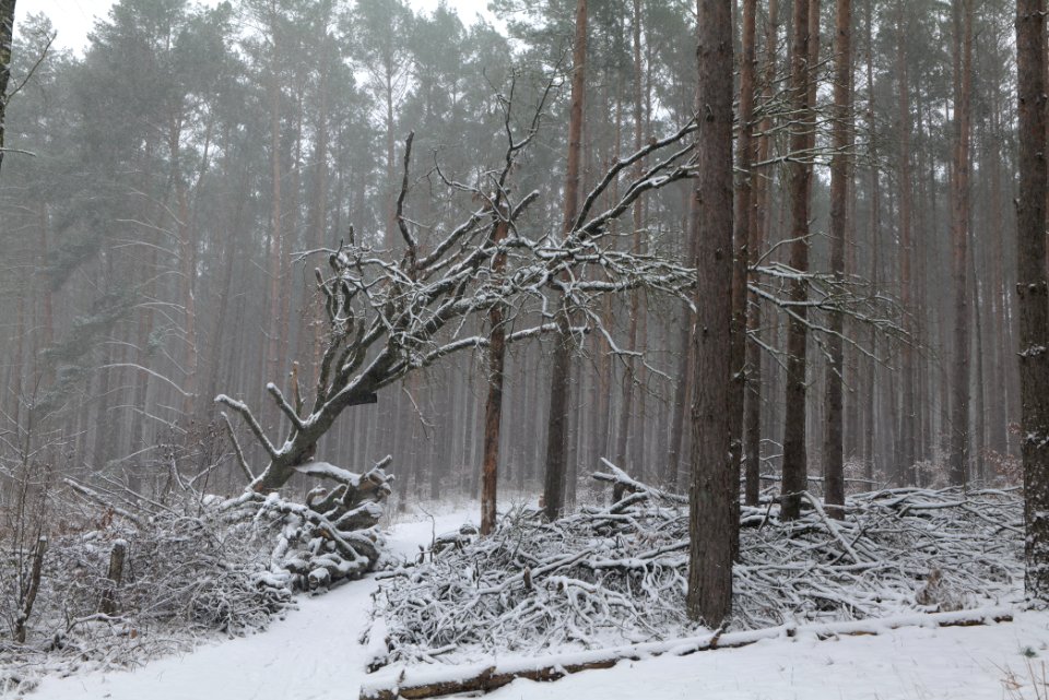 Natural monument fallen oak Caputher See in Lienewitz-Caputher Seen- und Feuchtgebietskette with snow 2021-02-07 03