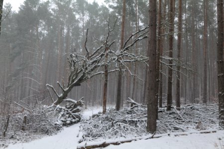 Natural monument fallen oak Caputher See in Lienewitz-Caputher Seen- und Feuchtgebietskette with snow 2021-02-07 03