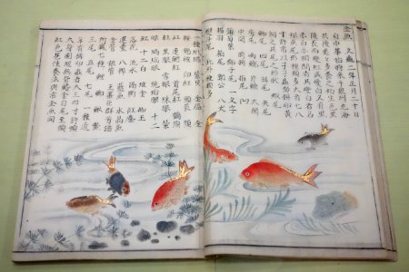 Natural History Paintings compiled by Goto Kosei (1696-1771), dated 1757, once owned by Kimura Kenkado, color on paper - Tokyo National Museum - DSC05456