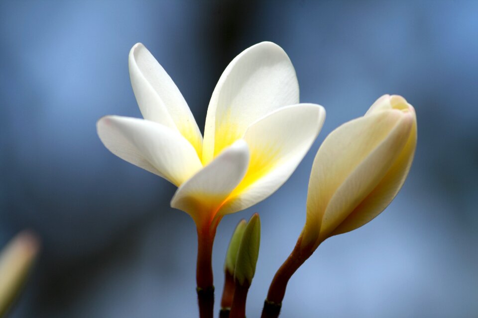 Nature white tropical