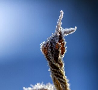 Attention winter frost