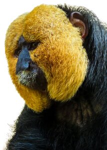 Weisskopfsaki tiergarten nürnberg face