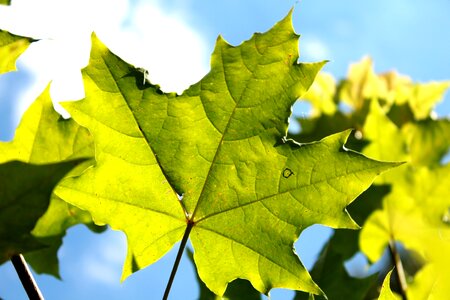 Maple leaf summer blue sky