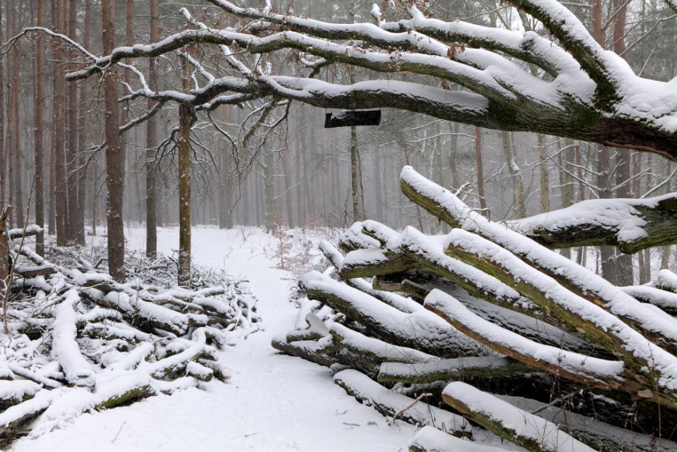 Natural monument fallen oak Caputher See in Lienewitz-Caputher Seen- und Feuchtgebietskette with snow 2021-02-07 07