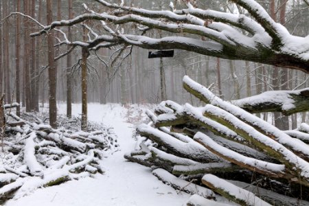 Natural monument fallen oak Caputher See in Lienewitz-Caputher Seen- und Feuchtgebietskette with snow 2021-02-07 07
