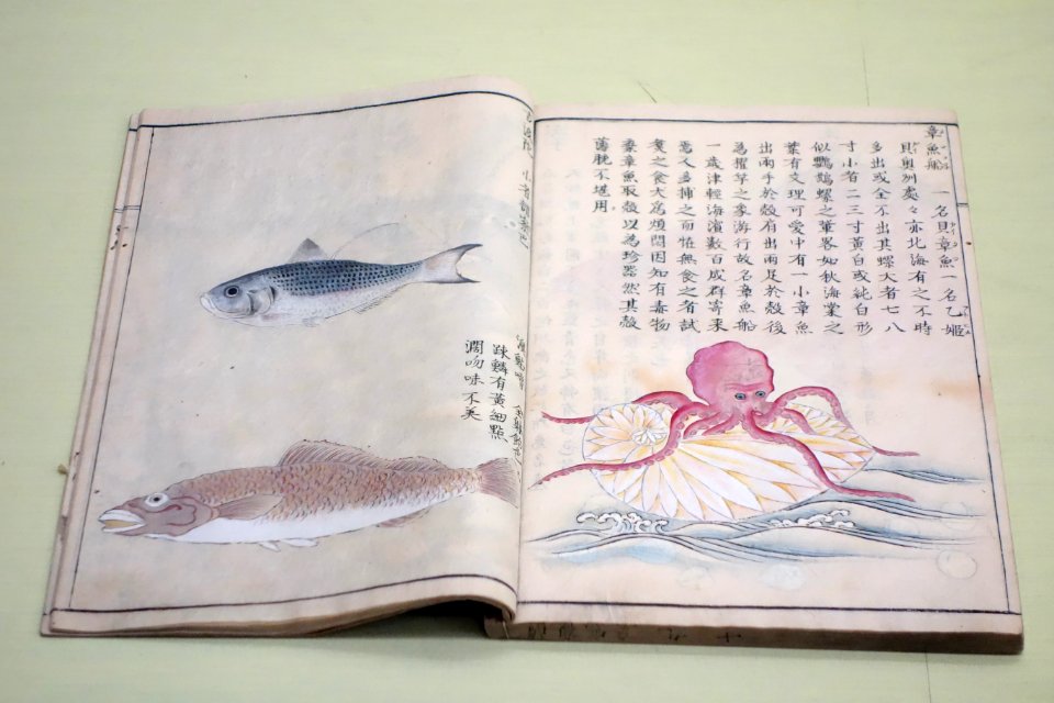 Natural History Paintings compiled by Goto Kosei (1696-1771), dated 1757, once owned by Kimura Kenkado, color on paper - Tokyo National Museum - DSC05463