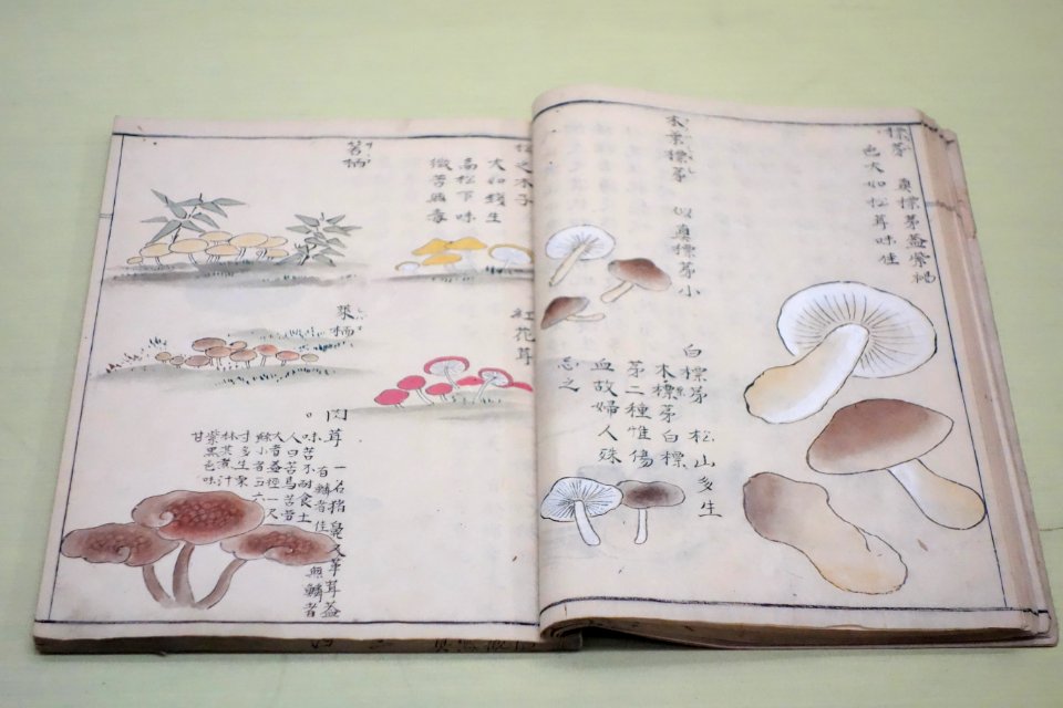 Natural History Paintings compiled by Goto Kosei (1696-1771), dated 1757, once owned by Kimura Kenkado, color on paper - Tokyo National Museum - DSC05467