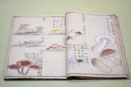 Natural History Paintings compiled by Goto Kosei (1696-1771), dated 1757, once owned by Kimura Kenkado, color on paper - Tokyo National Museum - DSC05467