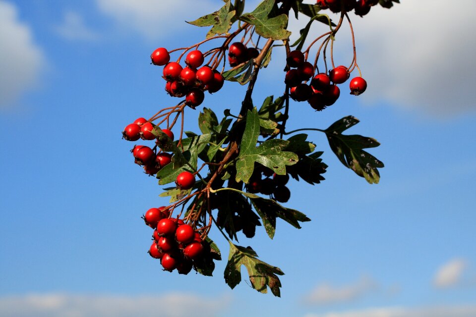 Berry red fruits sky