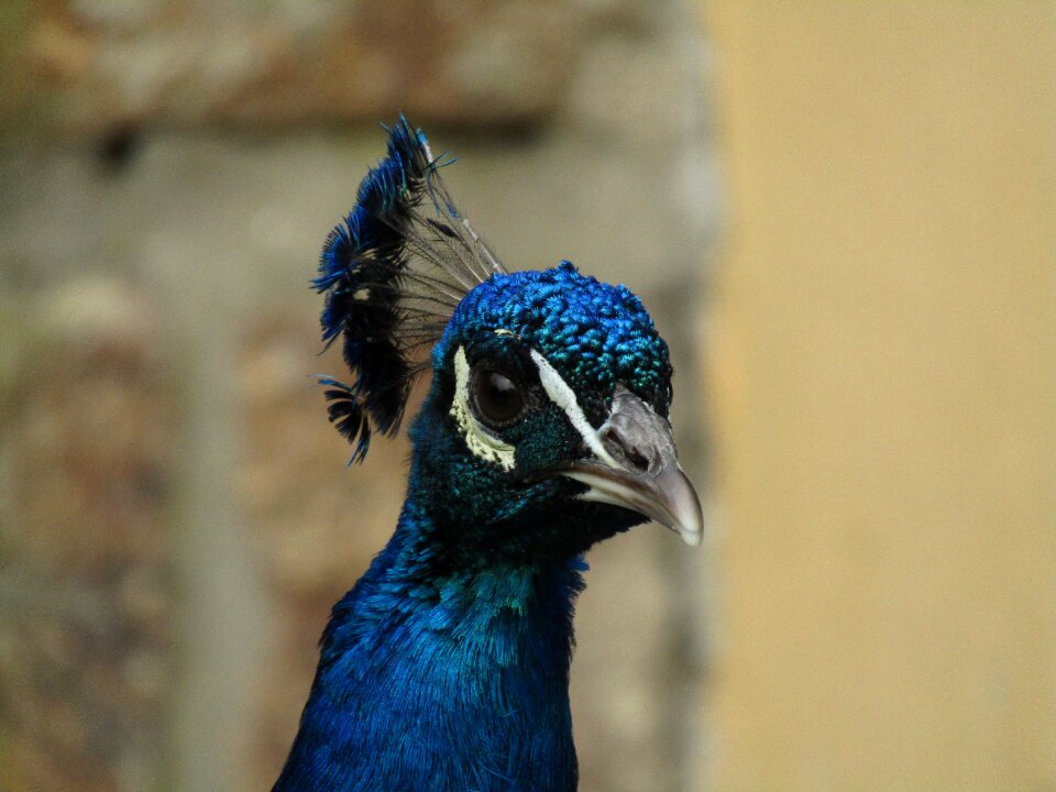 Feather animal blue