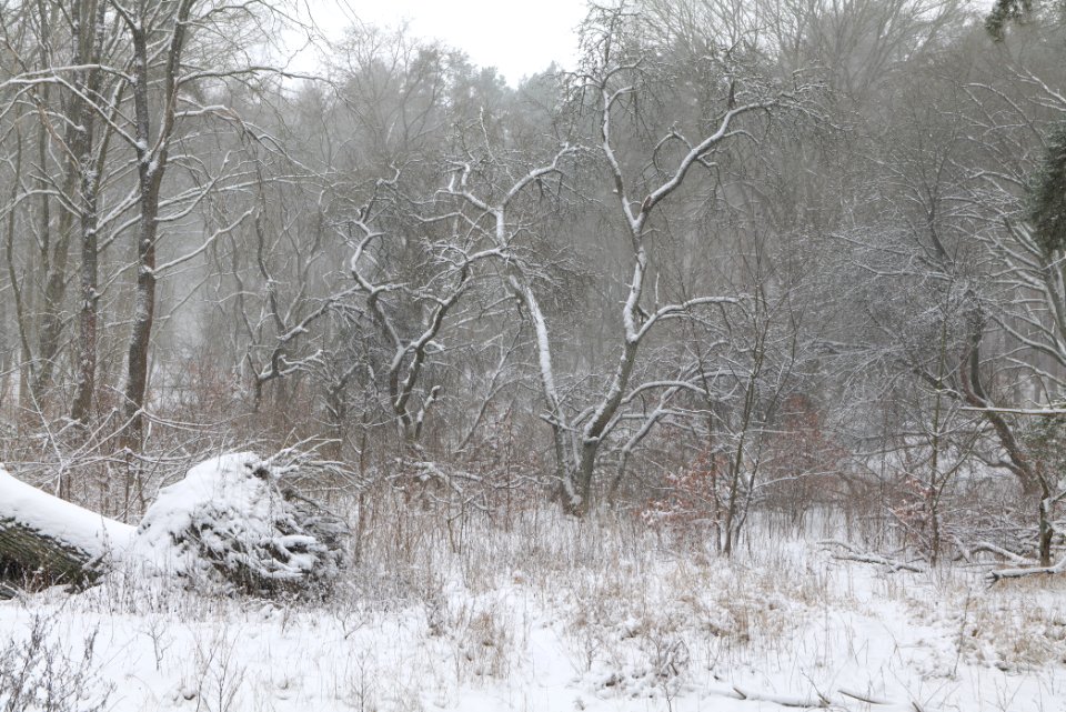 Natural monument fallen oak Caputher See in Lienewitz-Caputher Seen- und Feuchtgebietskette with snow 2021-02-07 10