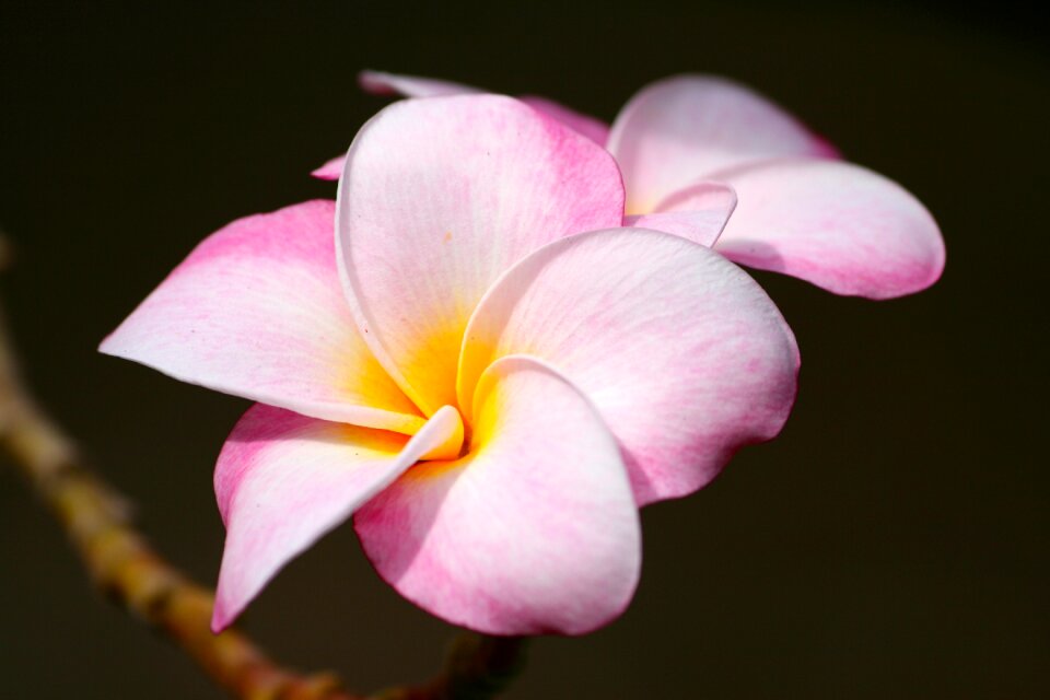 Flower nature garden
