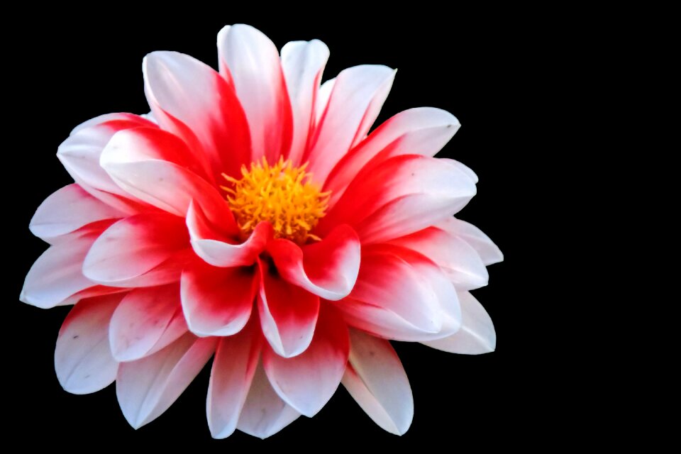 Flower dahlia dahlia garden