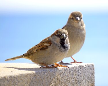 Little bird animal male and female