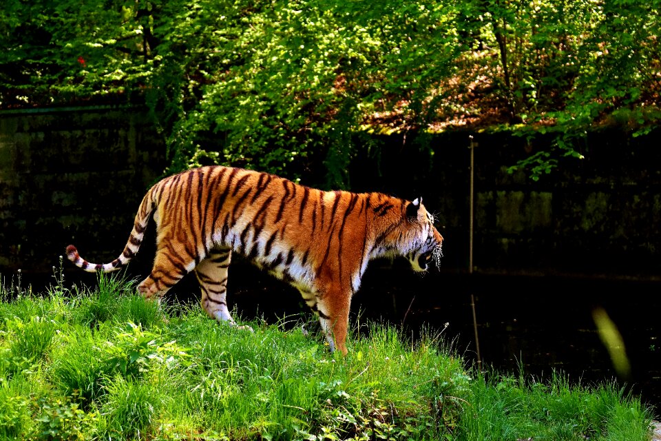 Beautiful dangerous big cat