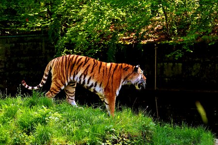 Beautiful dangerous big cat photo