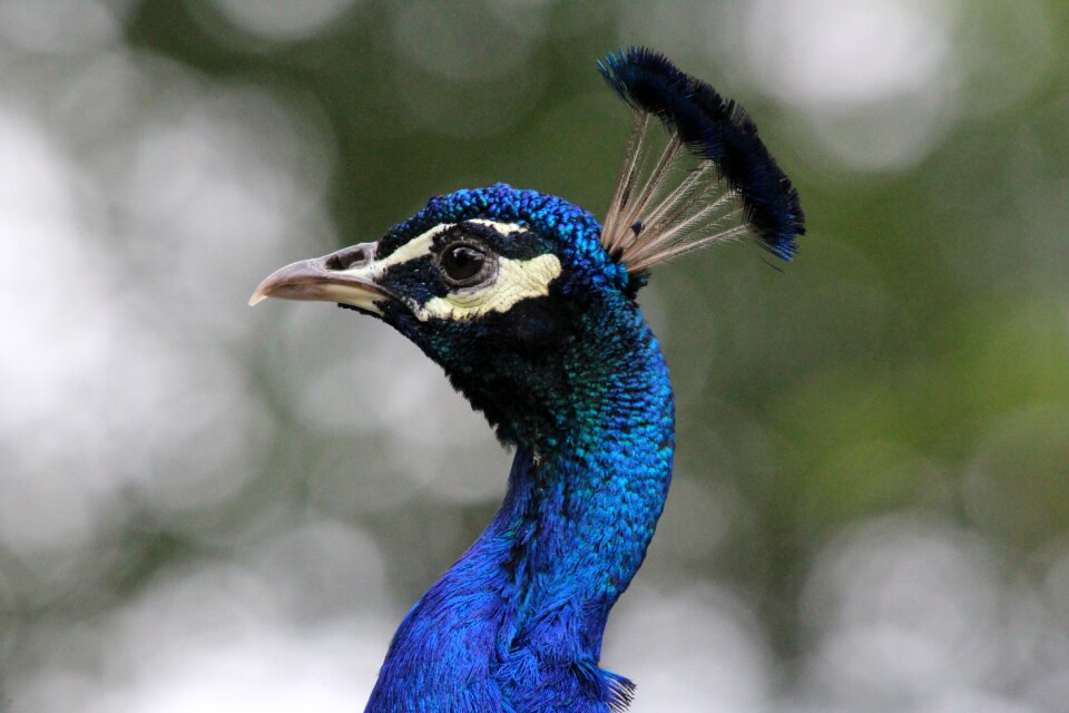 Peacock peacock head feather