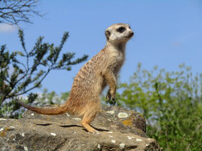 Animal nature cute