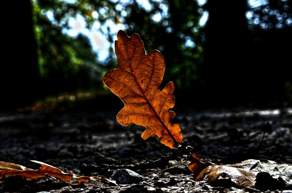 Colored macro path