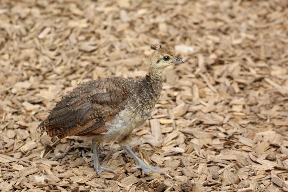 Young peacock peacock bird