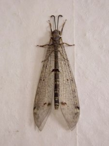 Nasekomojo