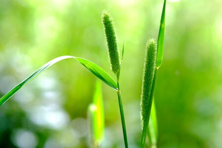 Green leaf green leaves photo