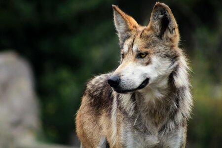 Zoo wild animals animal portrait