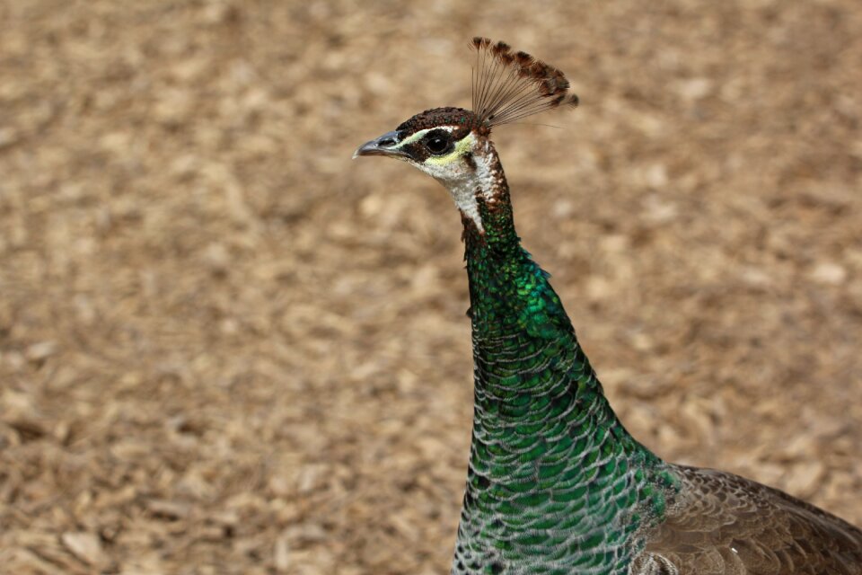Peacock female bird