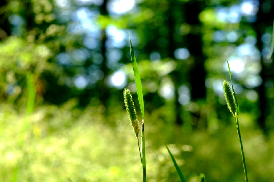 Green leaf green leaves