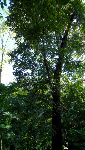 Narra tree (Pterocarpus indicus)