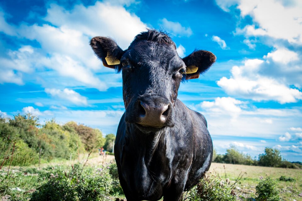 Mammal cattle beef