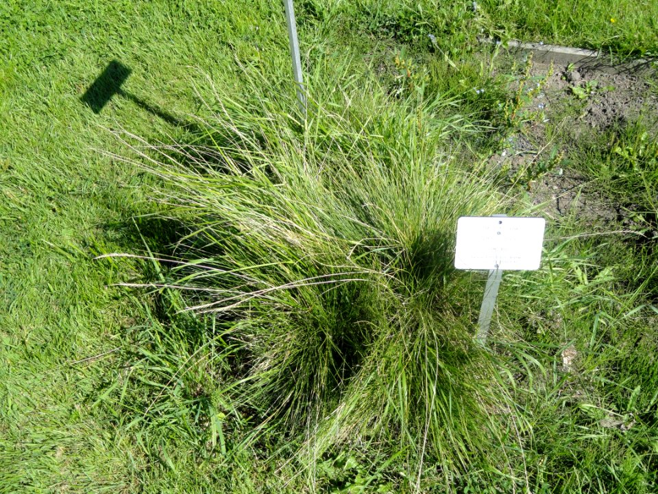 Nardus stricta - Botanical Garden in Kaisaniemi, Helsinki - DSC03539