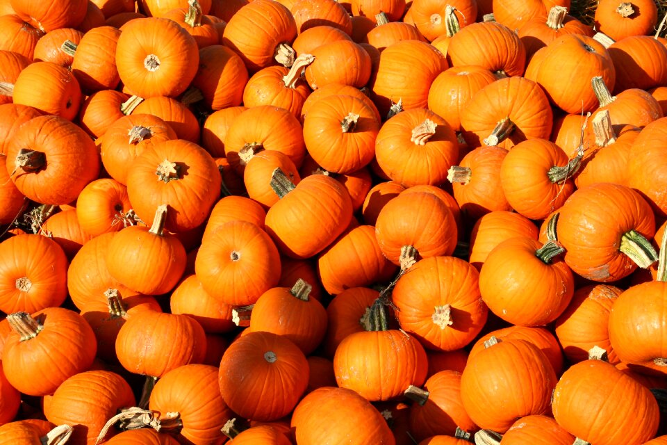 Halloween pumpkin holiday orange