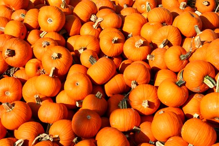 Halloween pumpkin holiday orange photo