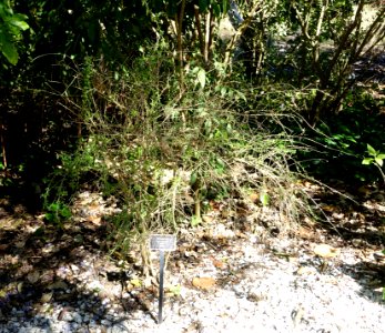 Nashia inaguensis - Naples Botanical Garden - Naples, Florida - DSC00085