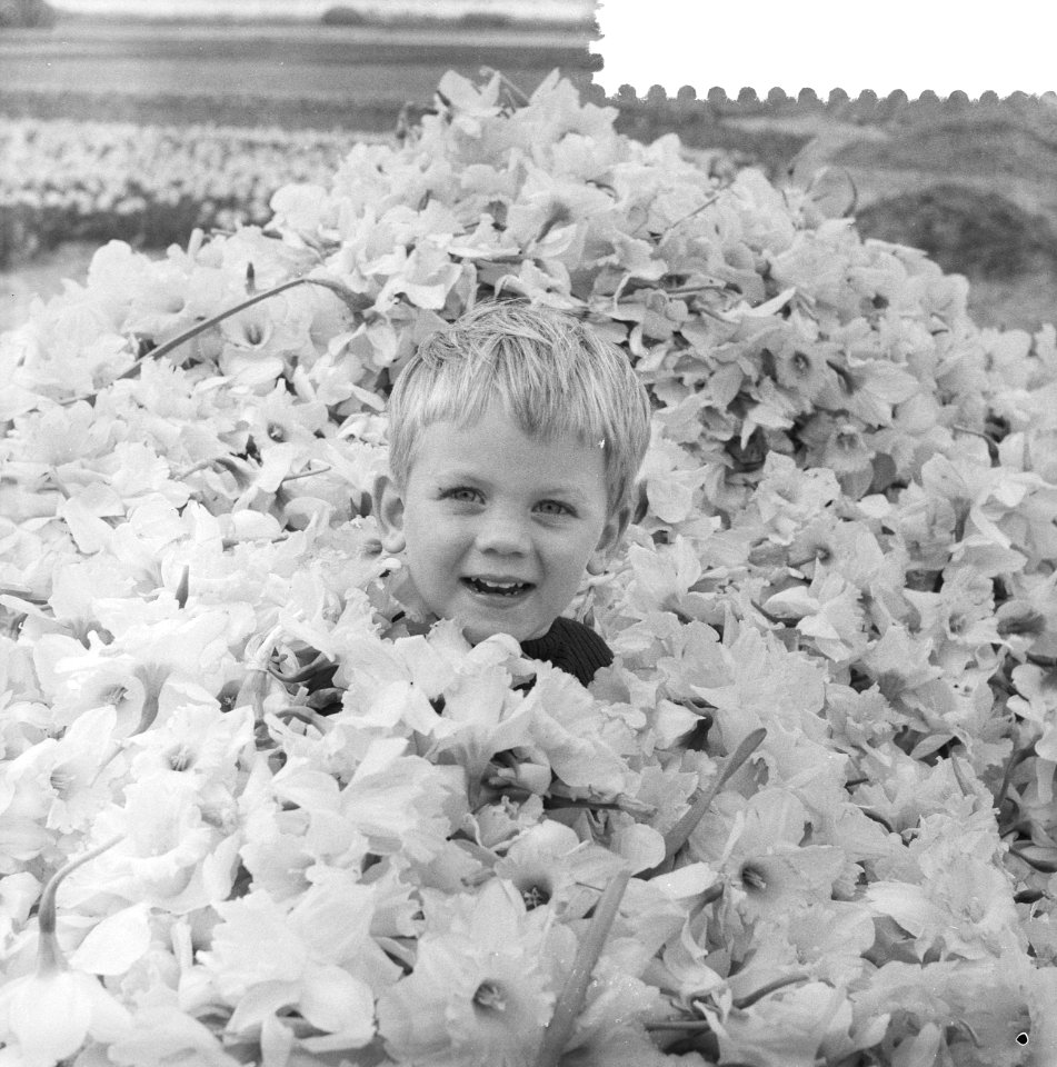 Narcissen in volle bloei, kopje tussen de bloemen, Bestanddeelnr 911-1668