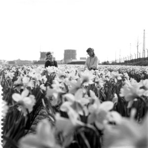 Narcissen in bloei in Hillegom, Bestanddeelnr 909-5024
