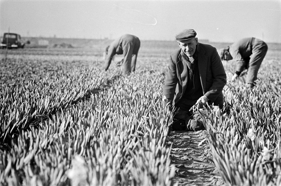 Narcissen in bloei bij Lisse narcissen worden geplukt, Bestanddeelnr 927-7803