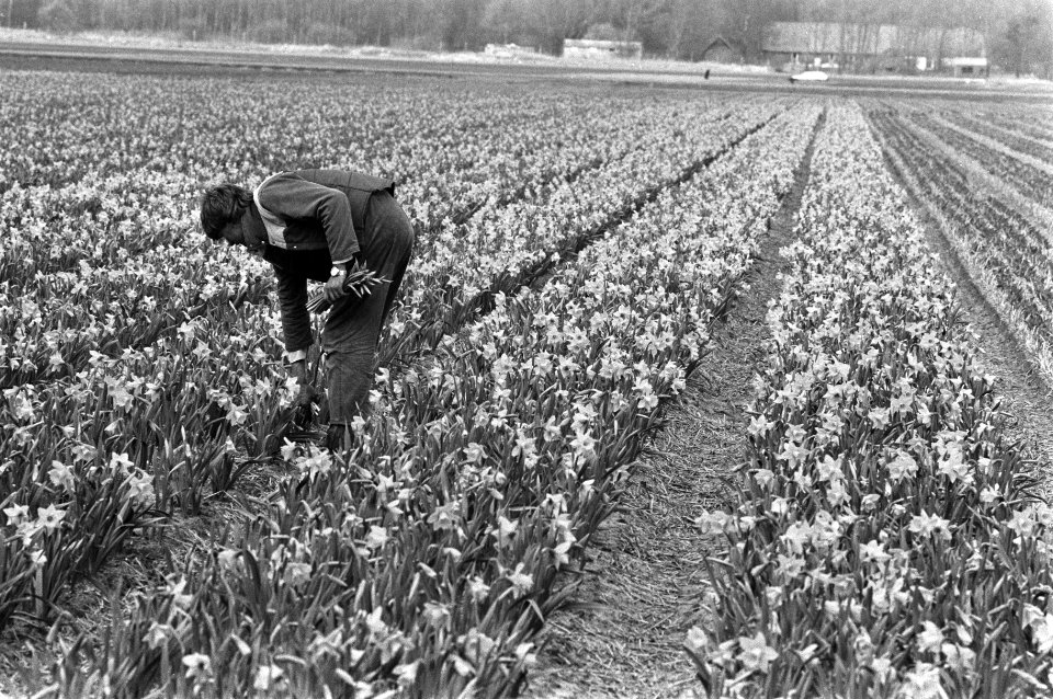 Narcissenveld bij het plaatsje de Zilk, Bestanddeelnr 933-6338