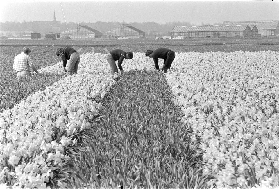 Narcissen in bollenstreek het koppen van de bloemen, Bestanddeelnr 932-9367