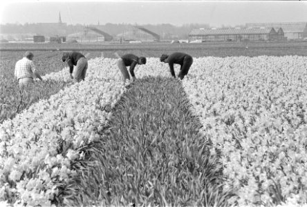 Narcissen in bollenstreek het koppen van de bloemen, Bestanddeelnr 932-9367