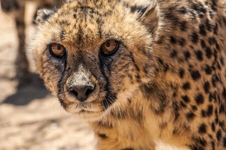 Wildcat animal carnivores photo