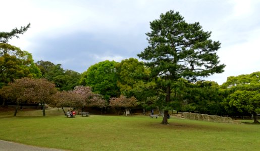 Nara Park - Nara, Japan - DSC07438