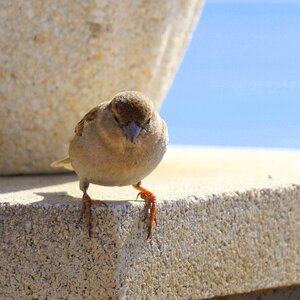 Little bird animal peak