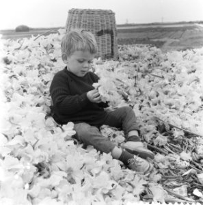 Narcissen in volle bloei, kopje tussen de bloemen, Bestanddeelnr 911-1667