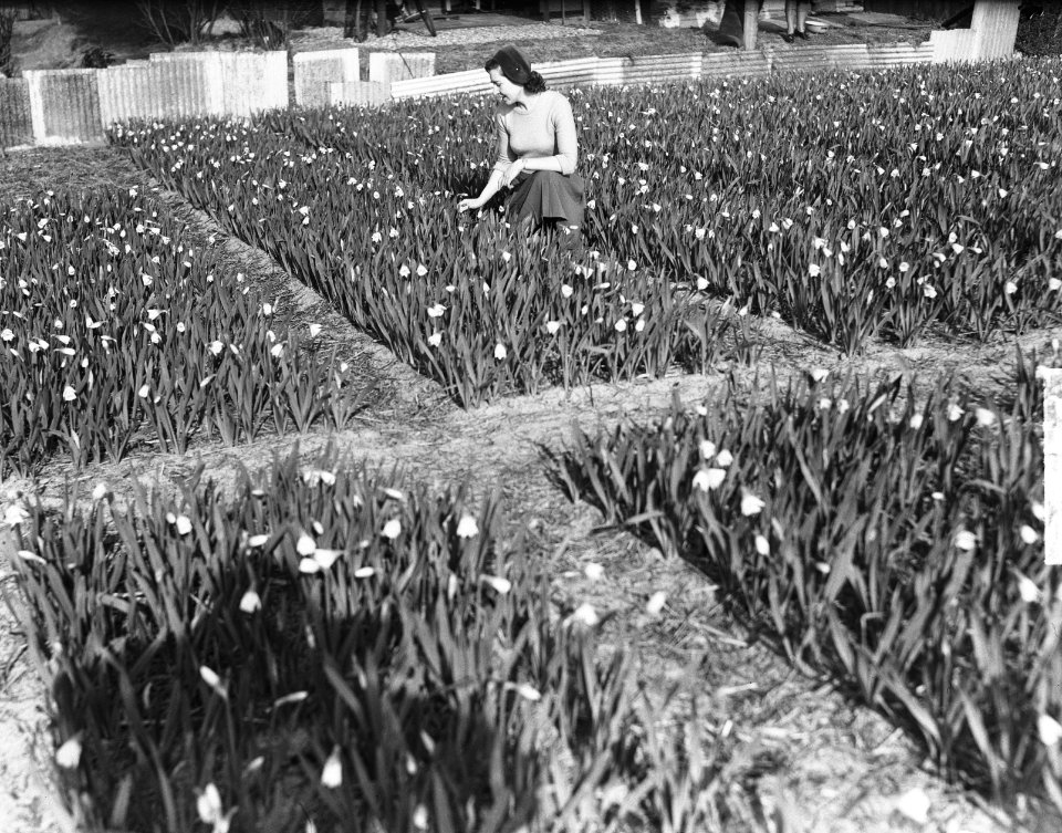 Narcissen in bloei in Hillegom, Bestanddeelnr 904-4523