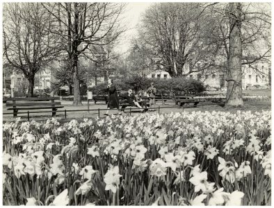 Narcissen in bloei in het Kenaupark