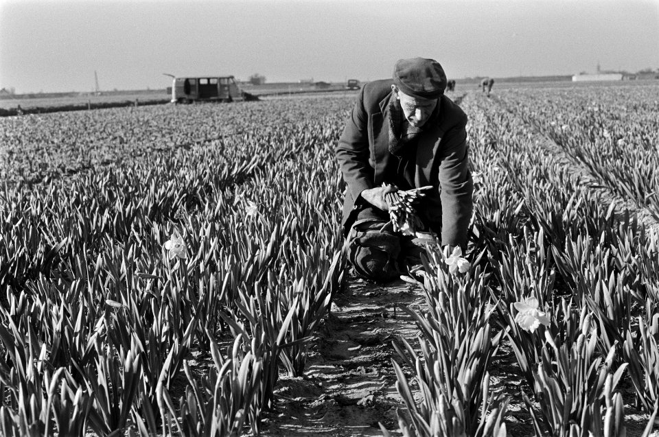 Narcissen in bloei bij Lisse narcissen worden geplukt, Bestanddeelnr 927-7805